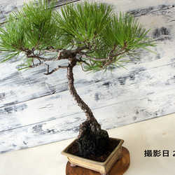 盆栽 『黒松』 和風 インテリア おしゃれ 雑貨 オブジェ 園芸