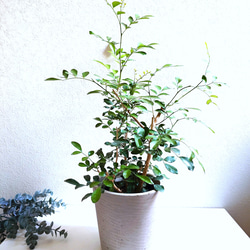 現品］10番 シマトネリコ 曲がり 8号 観葉植物 大型 屋外 ベランダ