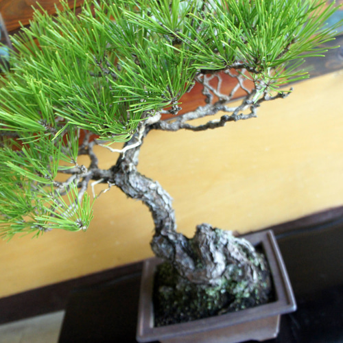 盆栽 『黒松』 和風 インテリア 園芸 ガーデニング 雑貨 オブジェ 184