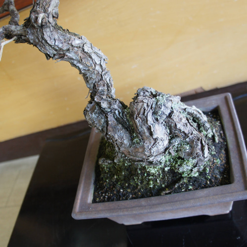 盆栽 『黒松』 和風 インテリア 園芸 ガーデニング 雑貨 オブジェ 184