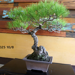 盆栽 『ハゼ』 紅葉 インテリア 観葉植物 ガーデニング 送料無料 162 盆栽 『櫨（ハゼ）』 紅葉 和風 インテリア 園芸 ガーデニング