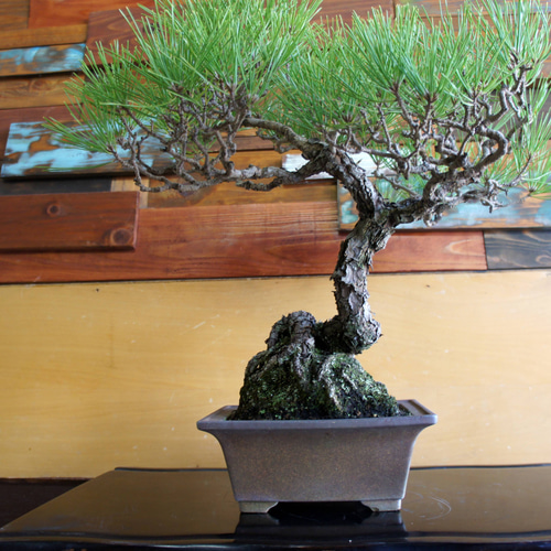 盆栽 『黒松』 和風 インテリア 園芸 ガーデニング 雑貨 オブジェ 184