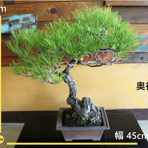 盆栽 『黒松』 和風 インテリア 観葉植物 園芸 オブジェ 送料無料 b074 盆栽 『黒松』 和風 インテリア 園芸 ガーデニング 雑貨 オブジェ 和の