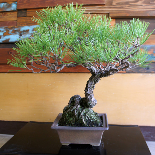 盆栽 『黒松』 和風 インテリア 園芸 ガーデニング 雑貨 オブジェ 184
