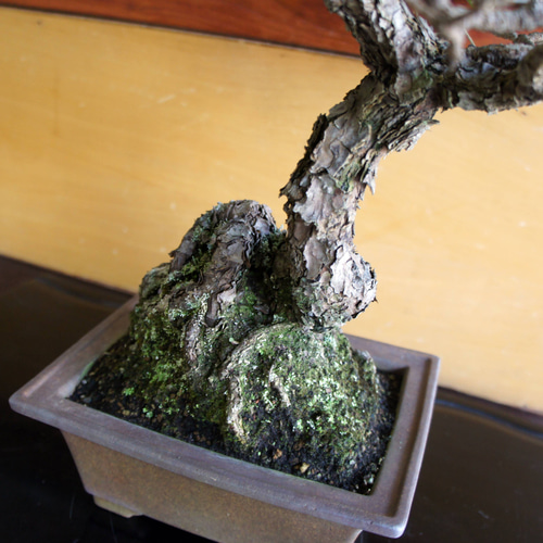 盆栽 『黒松』 和風 インテリア 園芸 ガーデニング 雑貨 オブジェ 184