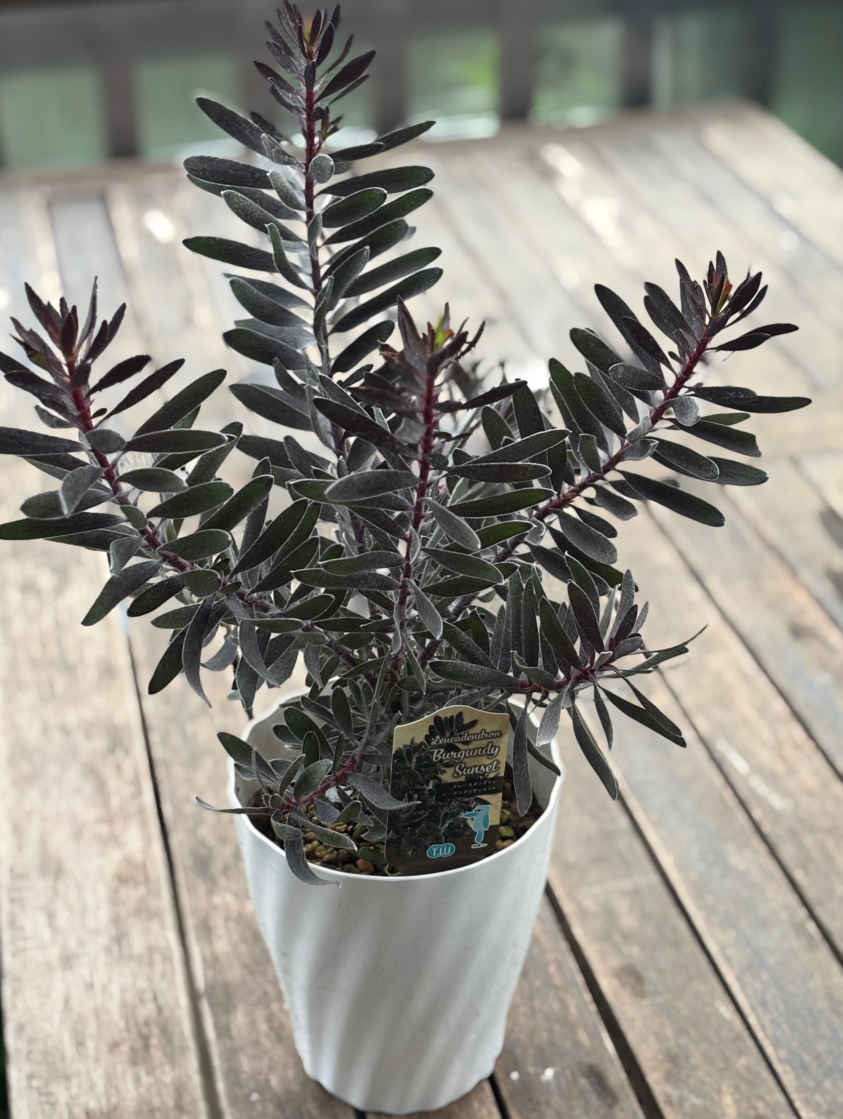 リュウカデンドロン「バーガンディサンセット」希少品種 シックな色合い 5号鉢