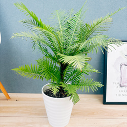 現品］【希少】1番 パンダガジュマル 8号 観葉植物 室内 レア