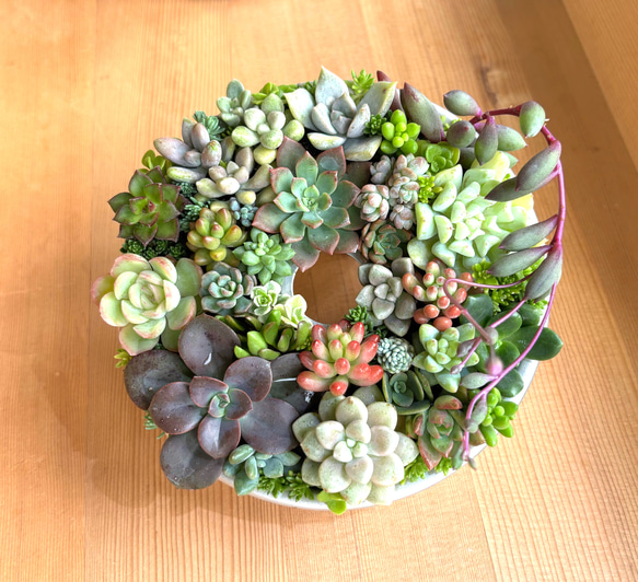 多肉植物寄せ植え リース型 多肉植物 galleryk's GONZU 通販
