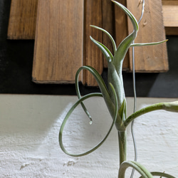 【送料無料】チランジア インターメディア［現品限り］エアープランツ 2枚目の画像