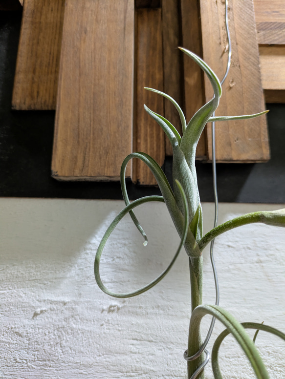 【送料無料】チランジア インターメディア［現品限り］エアープランツ 2枚目の画像