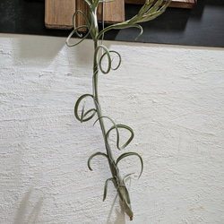 【送料無料】チランジア インターメディア［現品限り］エアープランツ 1枚目の画像