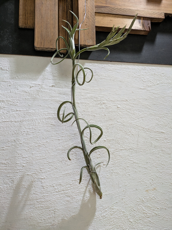 【送料無料】チランジア インターメディア［現品限り］エアープランツ 1枚目の画像