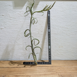 【送料無料】チランジア インターメディア［現品限り］エアープランツ 5枚目の画像