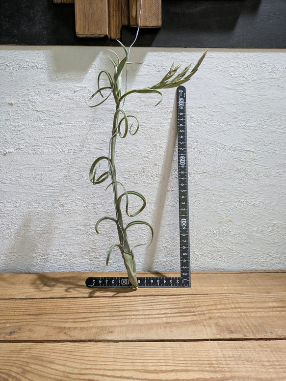 【送料無料】チランジア インターメディア［現品限り］エアープランツ 5枚目の画像