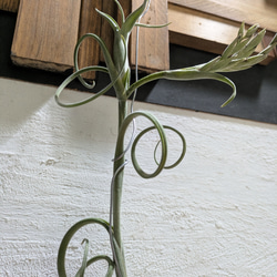 【送料無料】チランジア インターメディア［現品限り］エアープランツ 3枚目の画像