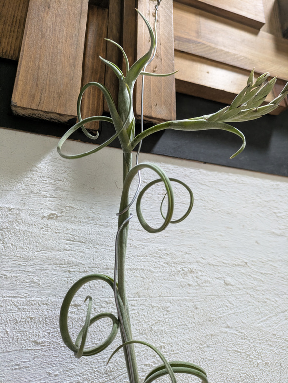 【送料無料】チランジア インターメディア［現品限り］エアープランツ 3枚目の画像