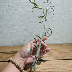 【送料無料】チランジア インターメディア［現品限り］エアープランツ 4枚目の画像