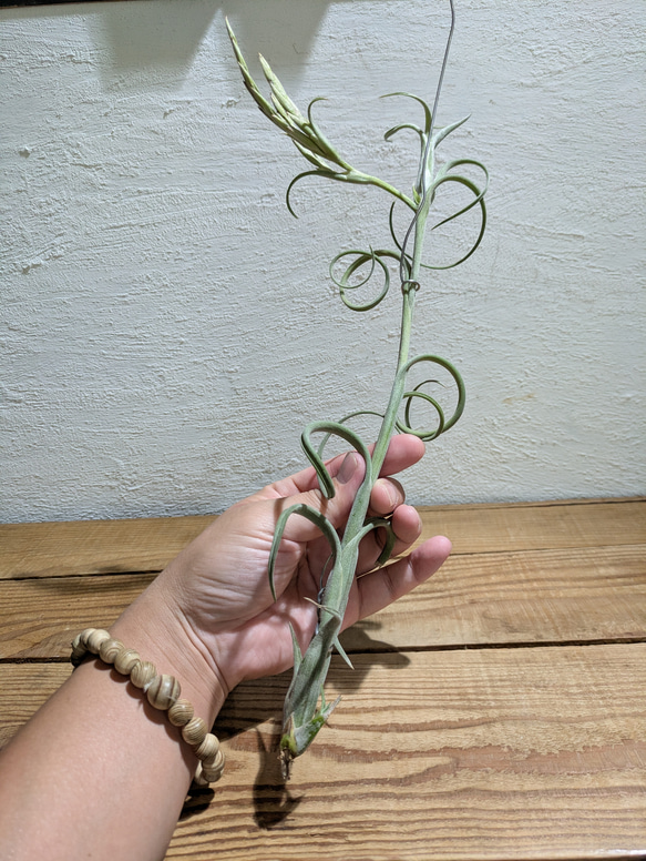 【送料無料】チランジア インターメディア［現品限り］エアープランツ 4枚目の画像