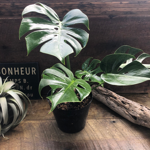 モンステラ デリシオーサ コンパクタmonsteradeliciosa compacta 矮星