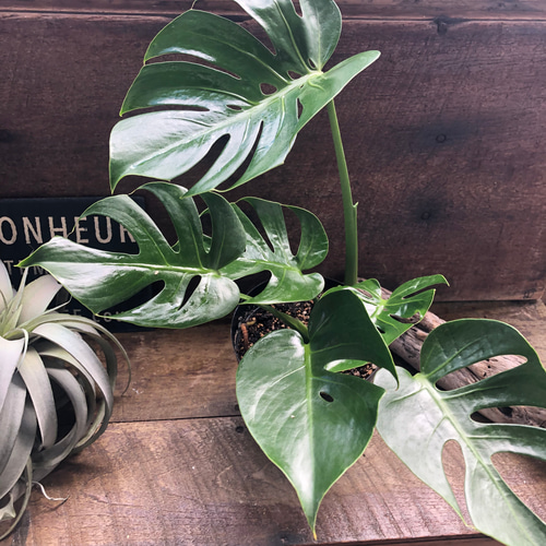 モンステラ デリシオーサ コンパクタmonsteradeliciosa compacta 矮星