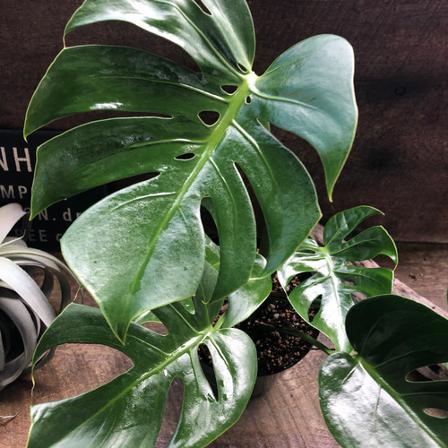 モンステラ デリシオーサ コンパクタmonsteradeliciosa compacta 矮星