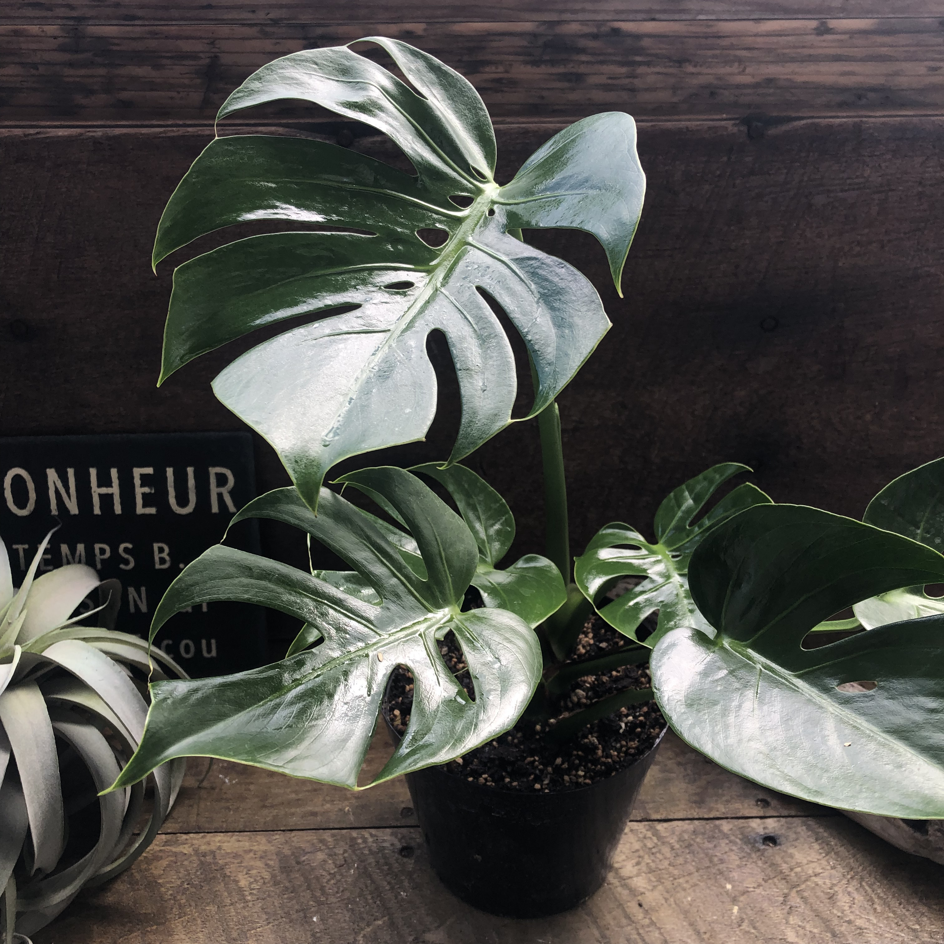 モンステラ　デリシオーサ　コンパクタmonsteradeliciosa compacta 矮星　小型