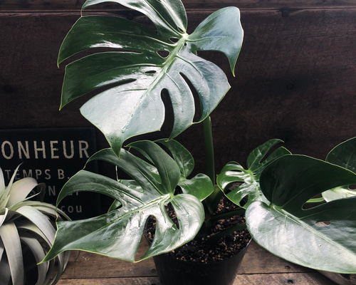 超希少なモンステラ デリシオーサ コンパクタオーレア 超希少なモンステラ デリシオーサ コンパクタオーレア(大株) 超希少な