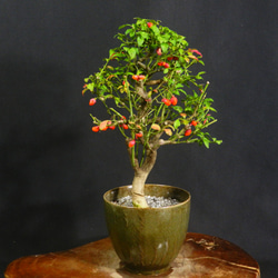 ☆ENGEI ichioki☆唐楓・トウカエデ・小品盆栽◇形良好な小品