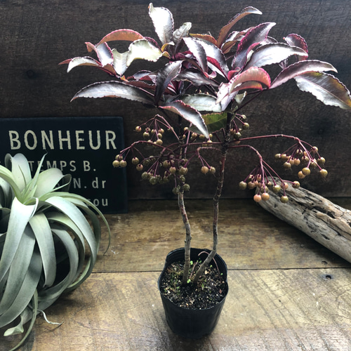 大型、斑入り　紅葉亀甲ヘキラン　実生 大型、斑入り 紅葉亀甲ヘキラン 実生