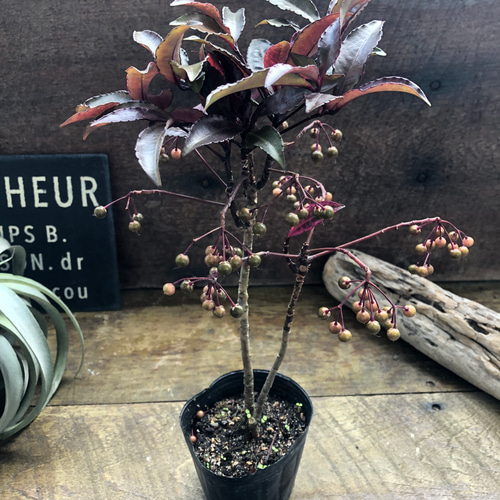 実つき♡希少♡斑入り万両♡紅孔雀♡赤葉万両♡観葉植物 アート 