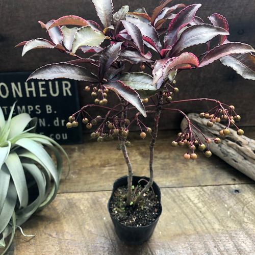 実つき♡希少♡斑入り万両♡紅孔雀♡赤葉万両♡観葉植物 アート