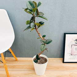 ［現品］【希少】14番　ドラセナコンシンネ　マジナータゴールド　8号　室内　大型 現品］【希少】14番 ドラセナコンシンネ マジナータゴールド 8号