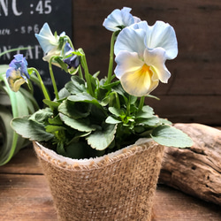 2個セット♡シエルブリエ♡オリジナル品種♡フリル咲き♡可愛い 5枚目の画像