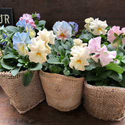 2個セット♡シエルブリエ♡オリジナル品種♡フリル咲き♡可愛い 1枚目の画像