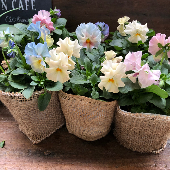 2個セット♡シエルブリエ♡オリジナル品種♡フリル咲き♡可愛い 13枚目の画像