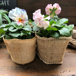 2個セット♡シエルブリエ♡オリジナル品種♡フリル咲き♡可愛い 14枚目の画像