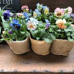 2個セット♡シエルブリエ♡オリジナル品種♡フリル咲き♡可愛い 18枚目の画像