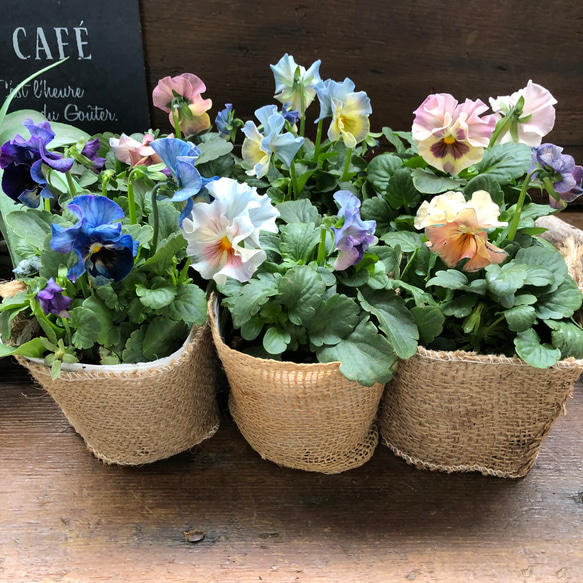 2個セット♡シエルブリエ♡オリジナル品種♡フリル咲き♡可愛い 9枚目の画像