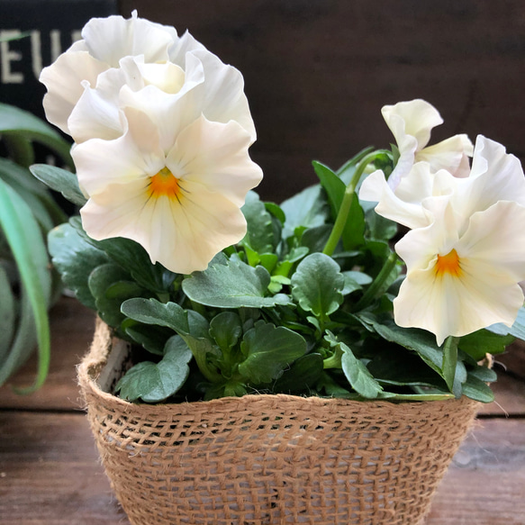 2個セット♡シエルブリエ♡オリジナル品種♡フリル咲き♡可愛い 16枚目の画像