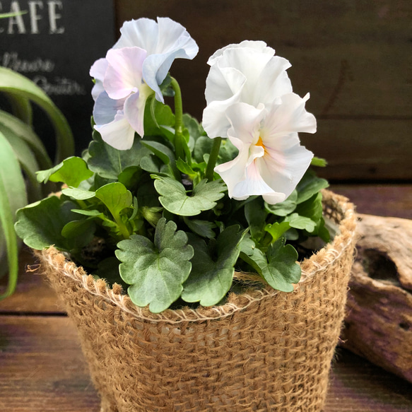 2個セット♡シエルブリエ♡オリジナル品種♡フリル咲き♡可愛い 7枚目の画像