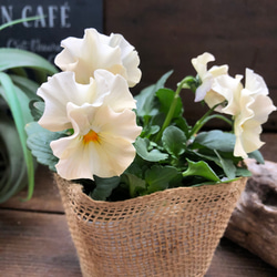 2個セット♡シエルブリエ♡オリジナル品種♡フリル咲き♡可愛い 17枚目の画像