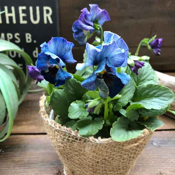 2個セット♡シエルブリエ♡オリジナル品種♡フリル咲き♡可愛い 10枚目の画像