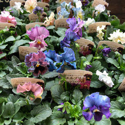 2個セット♡シエルブリエ♡オリジナル品種♡フリル咲き♡可愛い 8枚目の画像