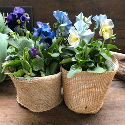 2個セット♡シエルブリエ♡オリジナル品種♡フリル咲き♡可愛い 6枚目の画像