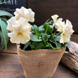 2個セット♡シエルブリエ♡オリジナル品種♡フリル咲き♡可愛い 3枚目の画像