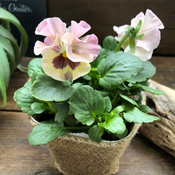 2個セット♡シエルブリエ♡オリジナル品種♡フリル咲き♡可愛い 11枚目の画像