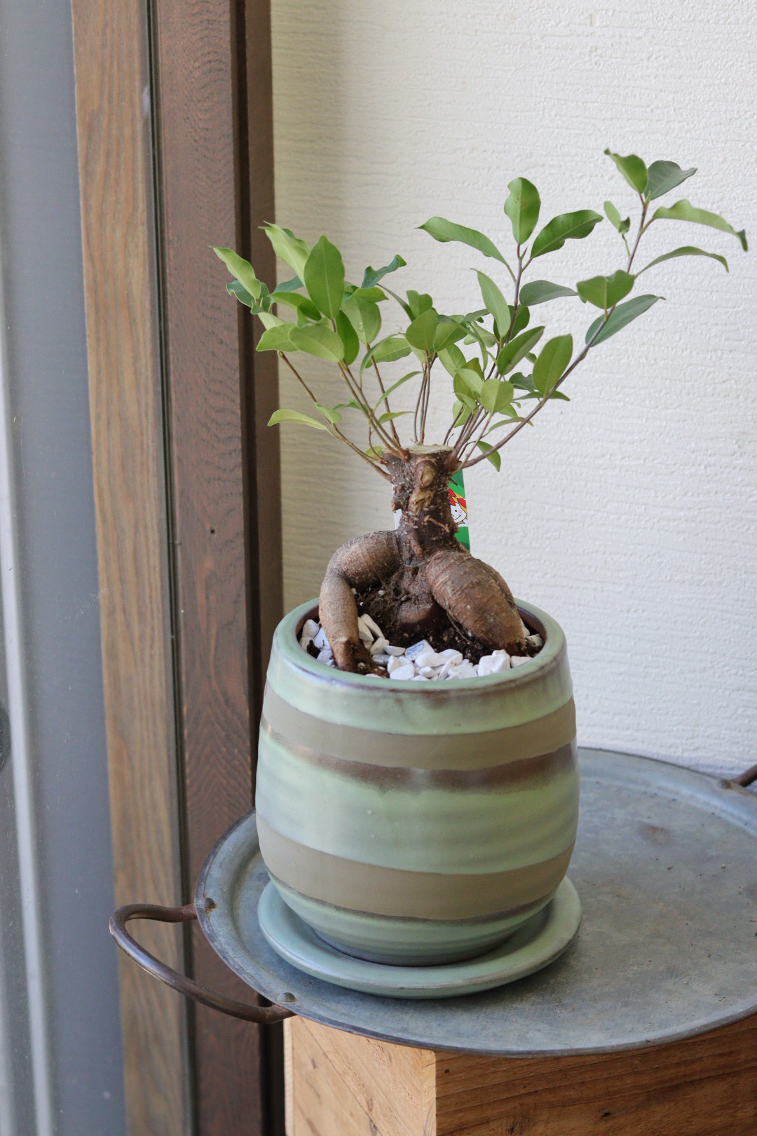 【初売りSALE】 ガジュマルのモスポット鉢植え