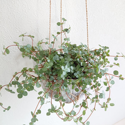 ●数量限定● ”ピレア（グラウカグレイジー）　cocoハンギングプランターセット"　観葉植物　壁掛け　シルバーグリーン 1枚目の画像