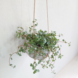 ●数量限定● ”ピレア（グラウカグレイジー）　cocoハンギングプランターセット"　観葉植物　壁掛け　シルバーグリーン 7枚目の画像