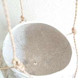 ●数量限定● ”ピレア（グラウカグレイジー）　cocoハンギングプランターセット"　観葉植物　壁掛け　シルバーグリーン 15枚目の画像